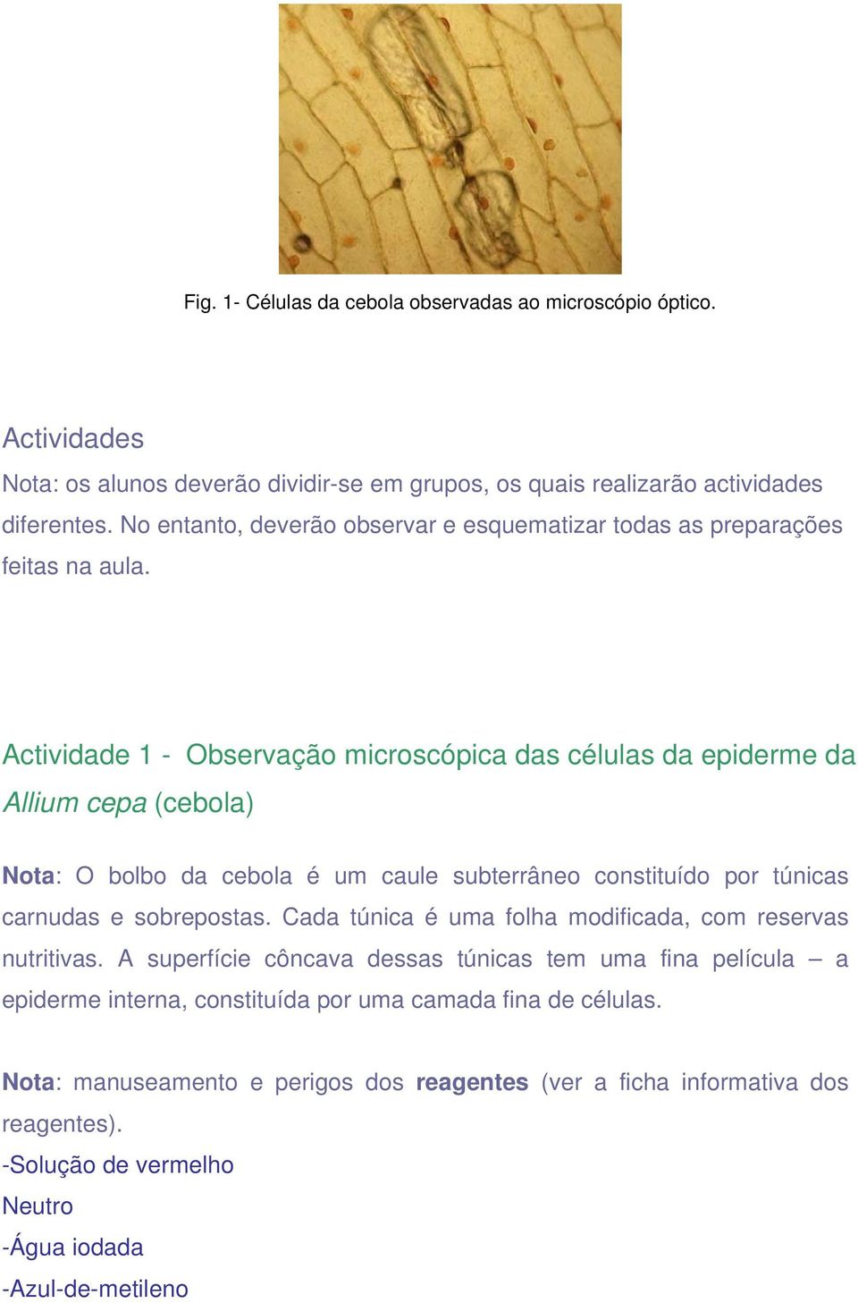 Actividade 1 - Observação microscópica das células da epiderme da Allium cepa (cebola) Nota: O bolbo da cebola é um caule subterrâneo constituído por túnicas carnudas e sobrepostas.