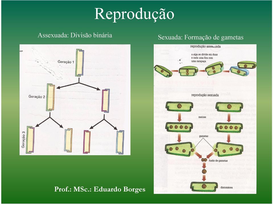 Divisão binária