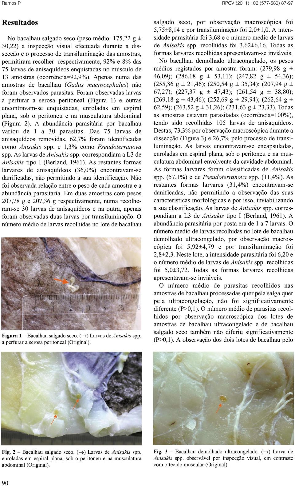 Foram observadas larvas a perfurar a serosa peritoneal (Figura 1) e outras encontravam-se enquistadas, enroladas em espiral plana, sob o peritoneu e na musculatura abdominal (Figura 2).