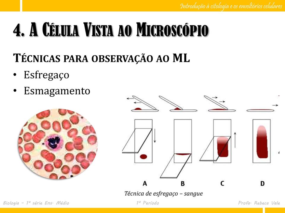 OBSERVAÇÃO AO ML Esfregaço