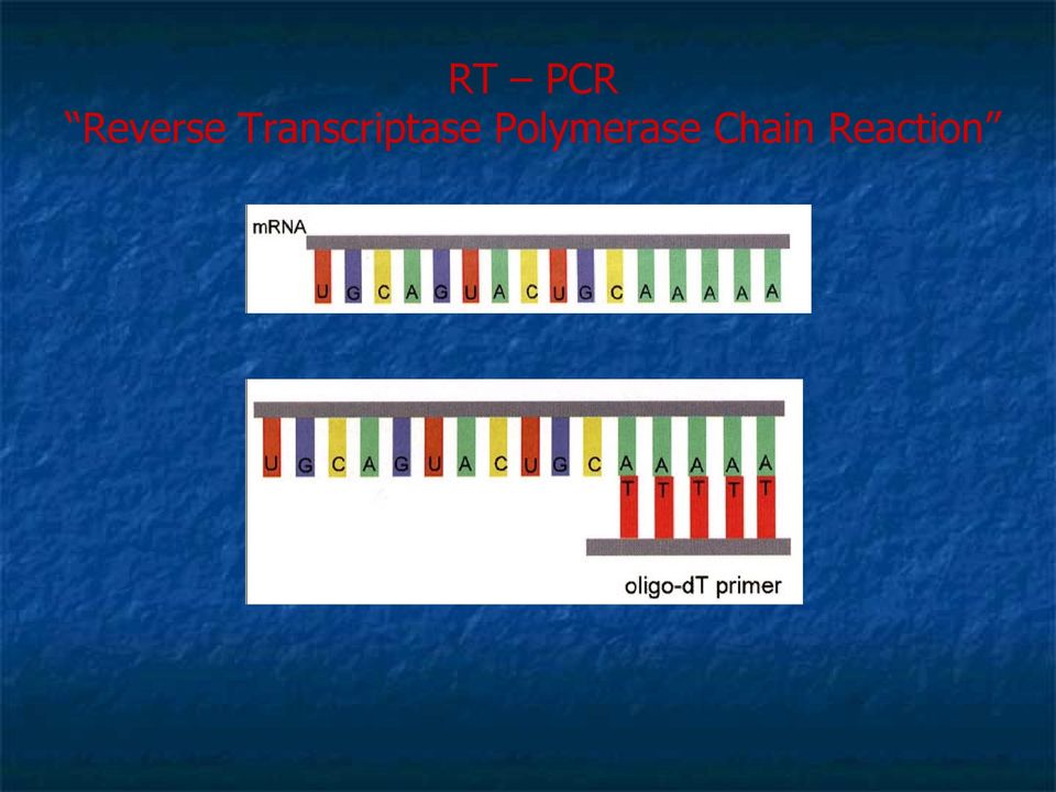 Transcriptase