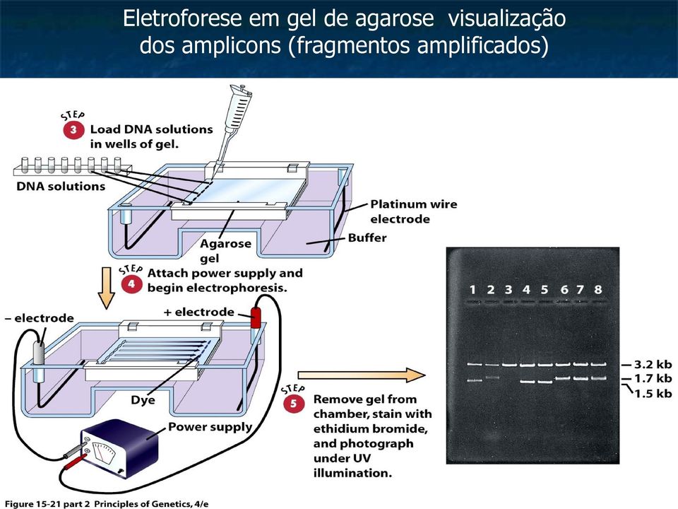 visualização dos