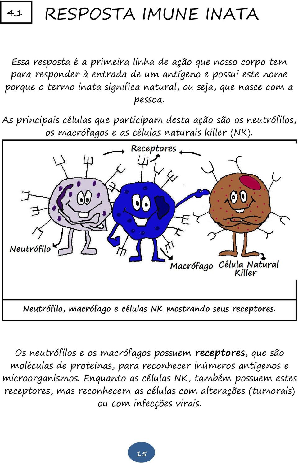 Neutrófilo, macrófago e células NK mostrando seus receptores.