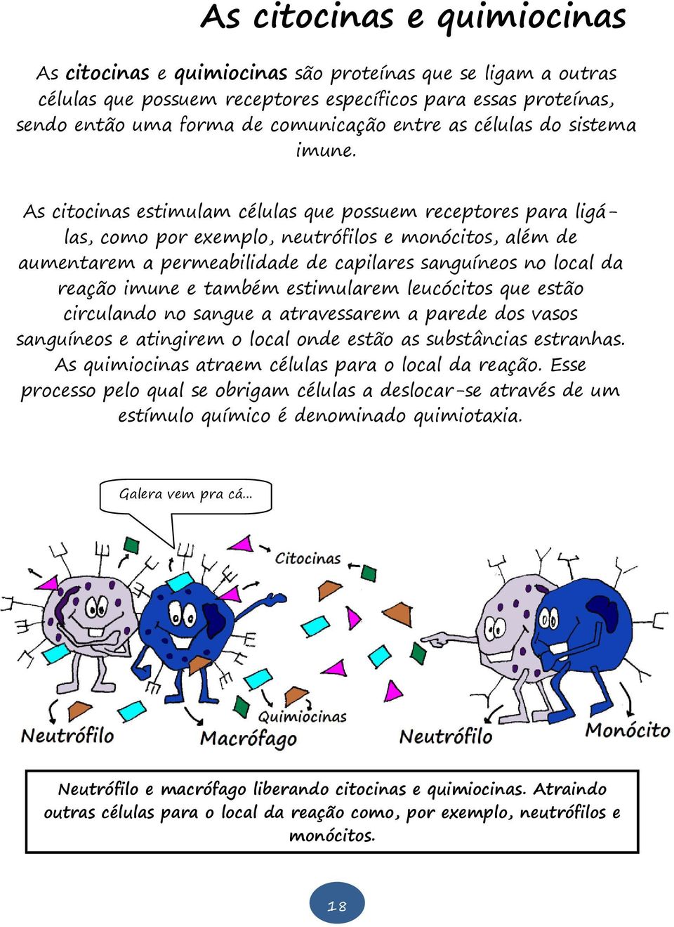 As citocinas estimulam células que possuem receptores para ligálas, como por exemplo, neutrófilos e monócitos, além de aumentarem a permeabilidade de capilares sanguíneos no local da reação imune e