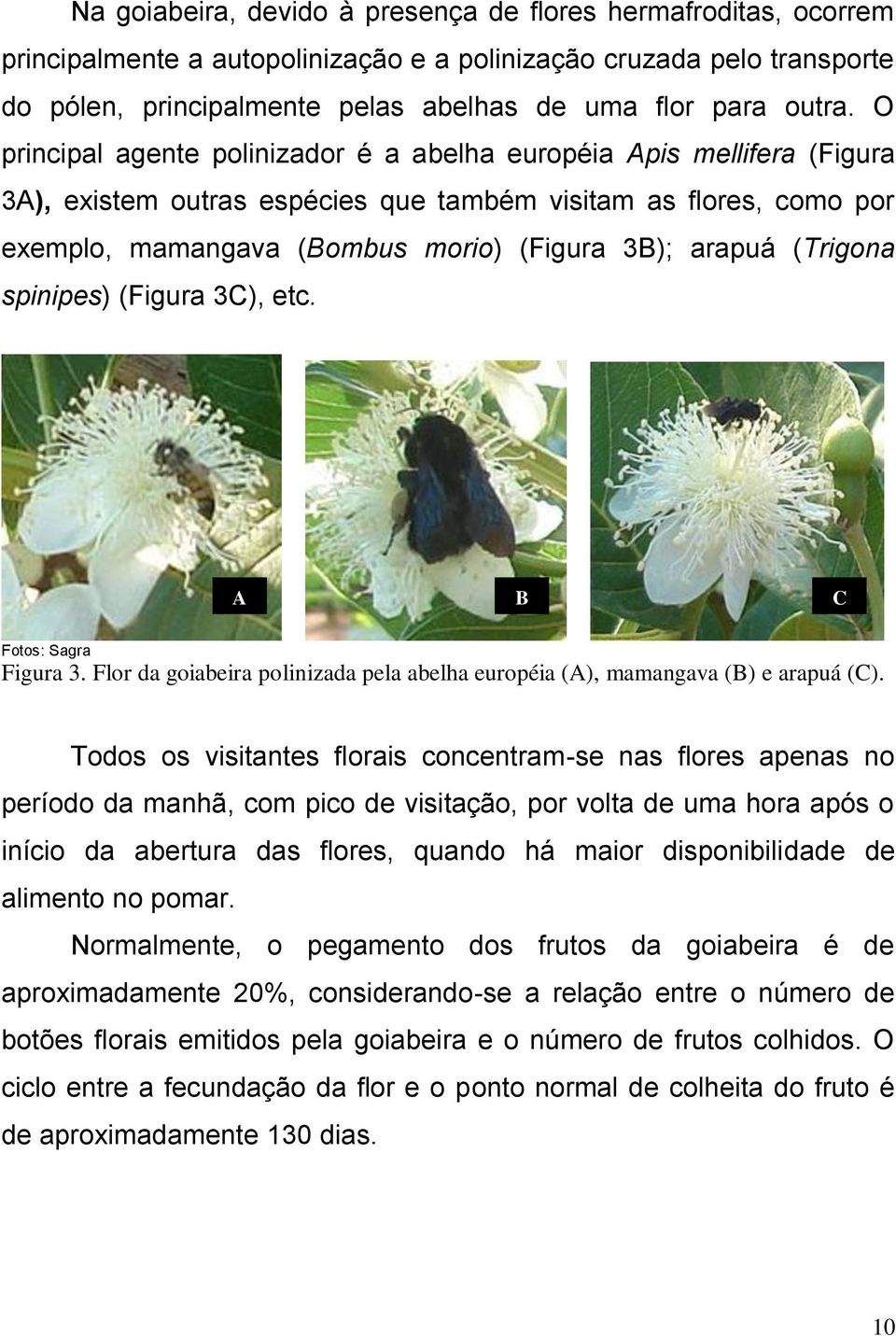 (Trigona spinipes) (Figura 3C), etc. A B C Fotos: Sagra Figura 3. Flor da goiabeira polinizada pela abelha européia (A), mamangava (B) e arapuá (C).