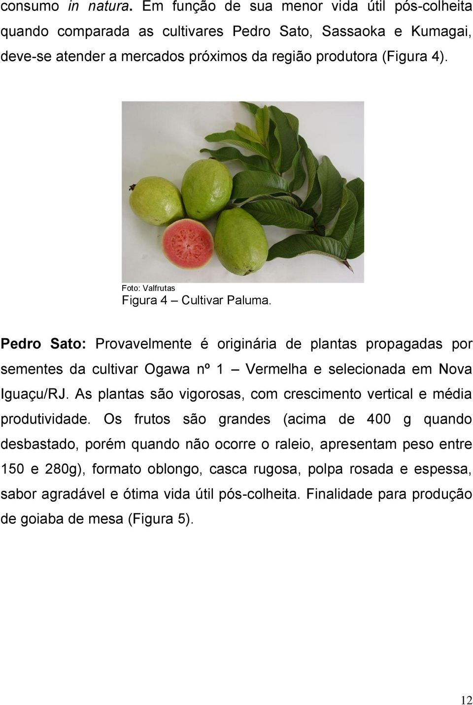 Foto: Valfrutas Figura 4 Cultivar Paluma. Pedro Sato: Provavelmente é originária de plantas propagadas por sementes da cultivar Ogawa nº 1 Vermelha e selecionada em Nova Iguaçu/RJ.