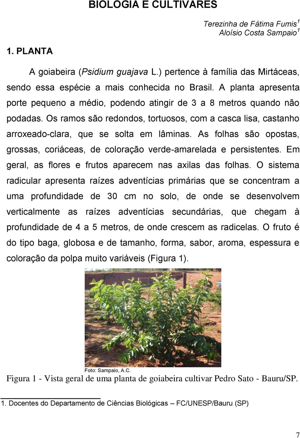 As folhas são opostas, grossas, coriáceas, de coloração verde-amarelada e persistentes. Em geral, as flores e frutos aparecem nas axilas das folhas.