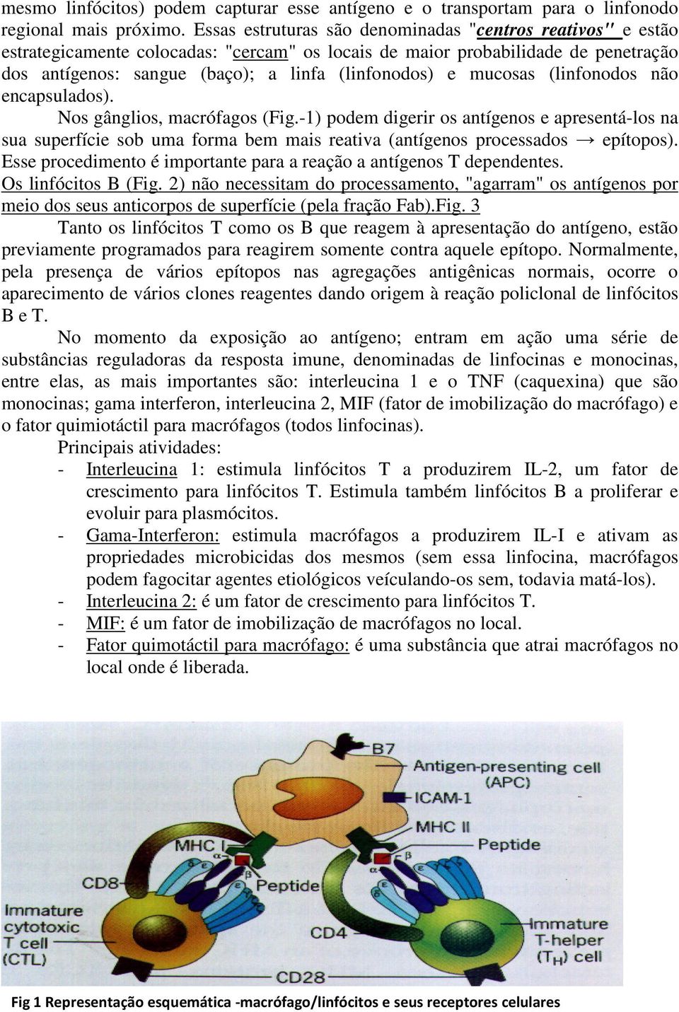 mucosas (linfonodos não encapsulados). Nos gânglios, macrófagos (Fig.-1) podem digerir os antígenos e apresentá-los na sua superfície sob uma forma bem mais reativa (antígenos processados epítopos).