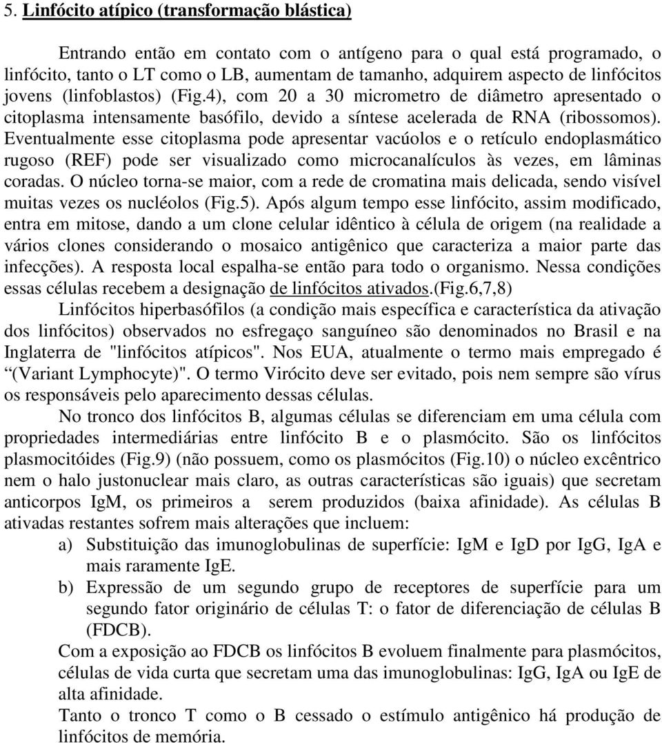 Eventualmente esse citoplasma pode apresentar vacúolos e o retículo endoplasmático rugoso (REF) pode ser visualizado como microcanalículos às vezes, em lâminas coradas.