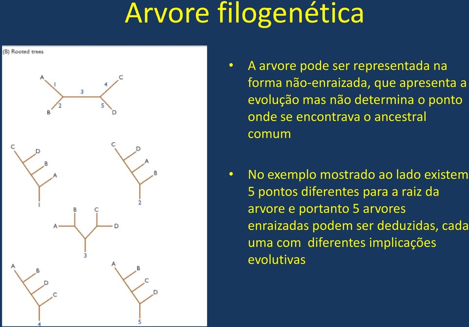 No exemplo mostrado ao lado existem 5 pontos diferentes para a raiz da arvore e