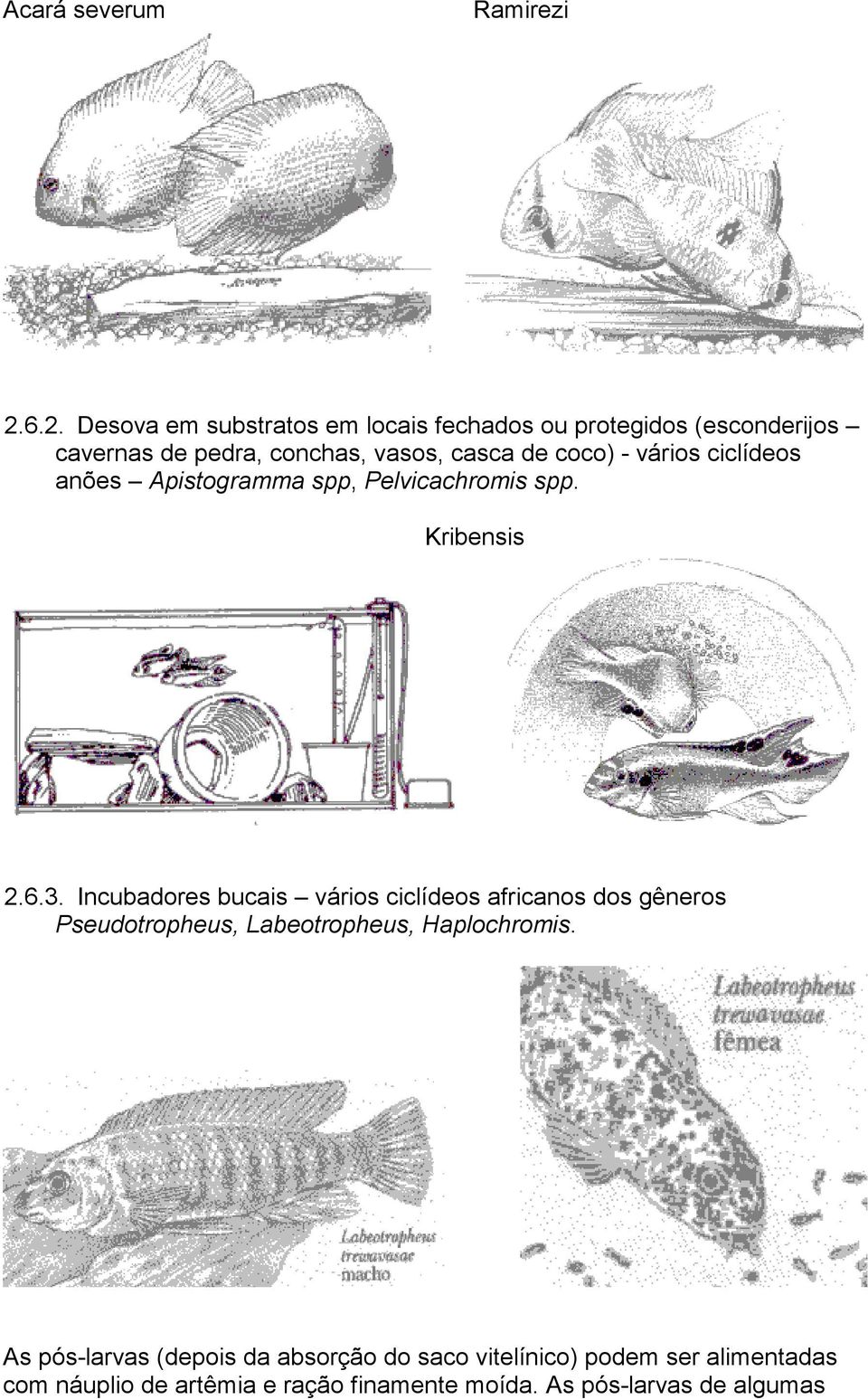 de coco) - vários ciclídeos anões Apistogramma spp, Pelvicachromis spp. Kribensis 2.6.3.