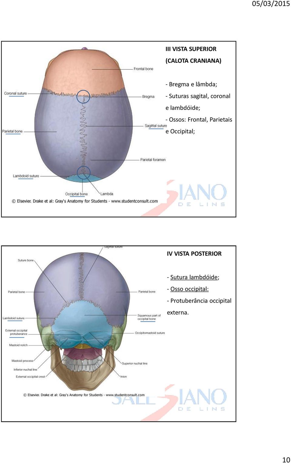 Parietais e Occipital; IV VISTA POSTERIOR - Sutura