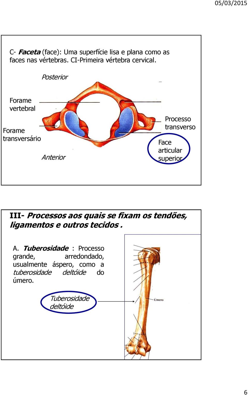 Posterior Forame vertebral Forame transversário Anterior Processo transverso Face articular superior