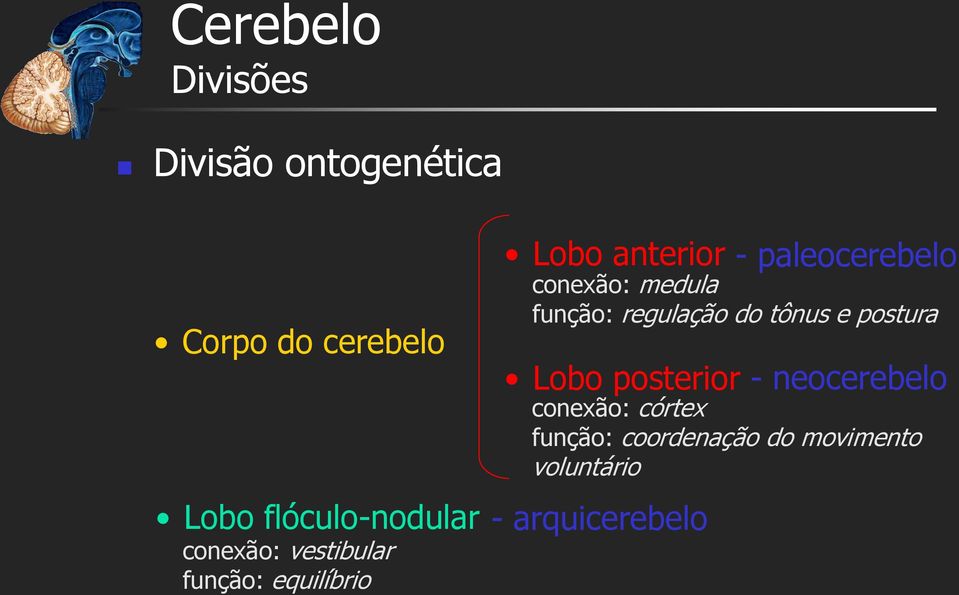 conexão: medula função: regulação do tônus e postura Lobo posterior