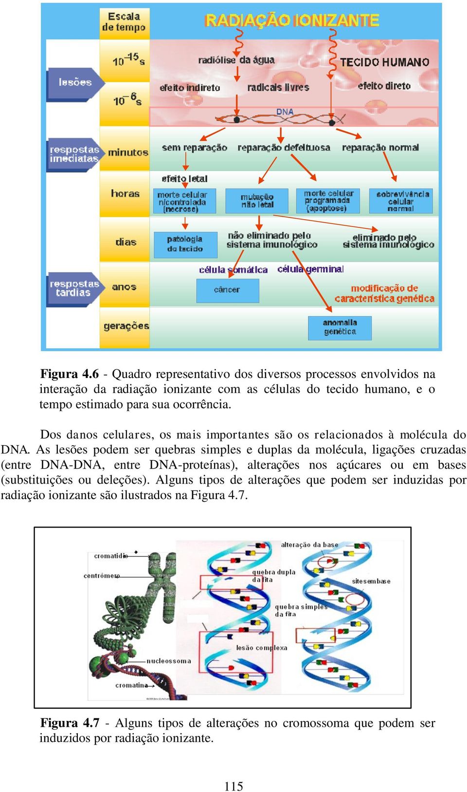 ocorrência. Dos danos celulares, os mais importantes são os relacionados à molécula do DNA.