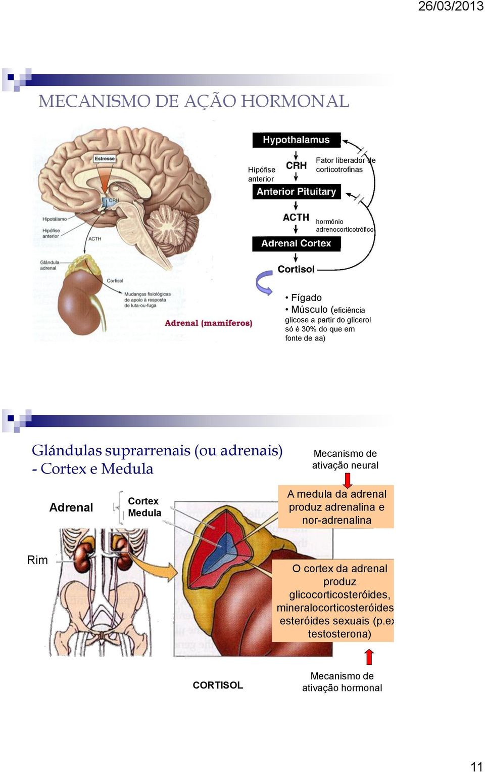 Mecanismo de ativação neural Adrenal Cortex Medula A medula da adrenal produz adrenalina e nor-adrenalina Rim O cortex da adrenal