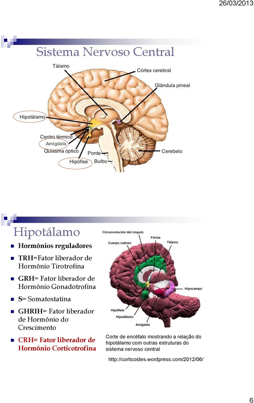 Hormônio do Crescimento CRH= Fator liberador de Hormônio Corticotrofina Corte de encéfalo mostrando a