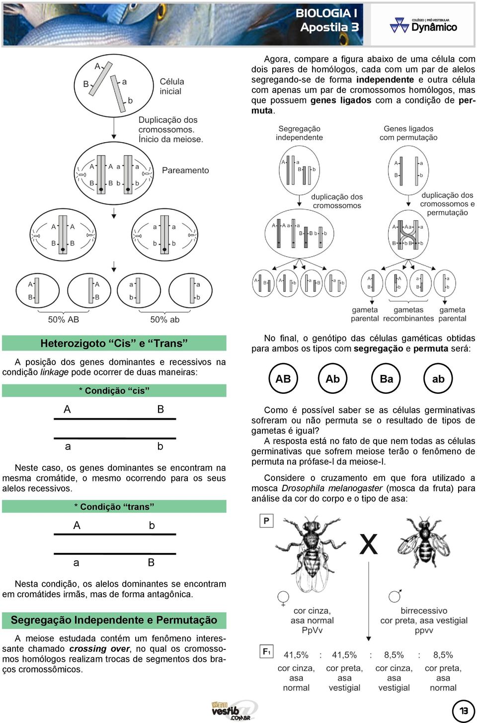 Heterozigoto Cis e Trans A posição dos genes dominantes e recessivos na condição linkage pode ocorrer de duas maneiras: A a * Condição cis Neste caso, os genes dominantes se encontram na mesma