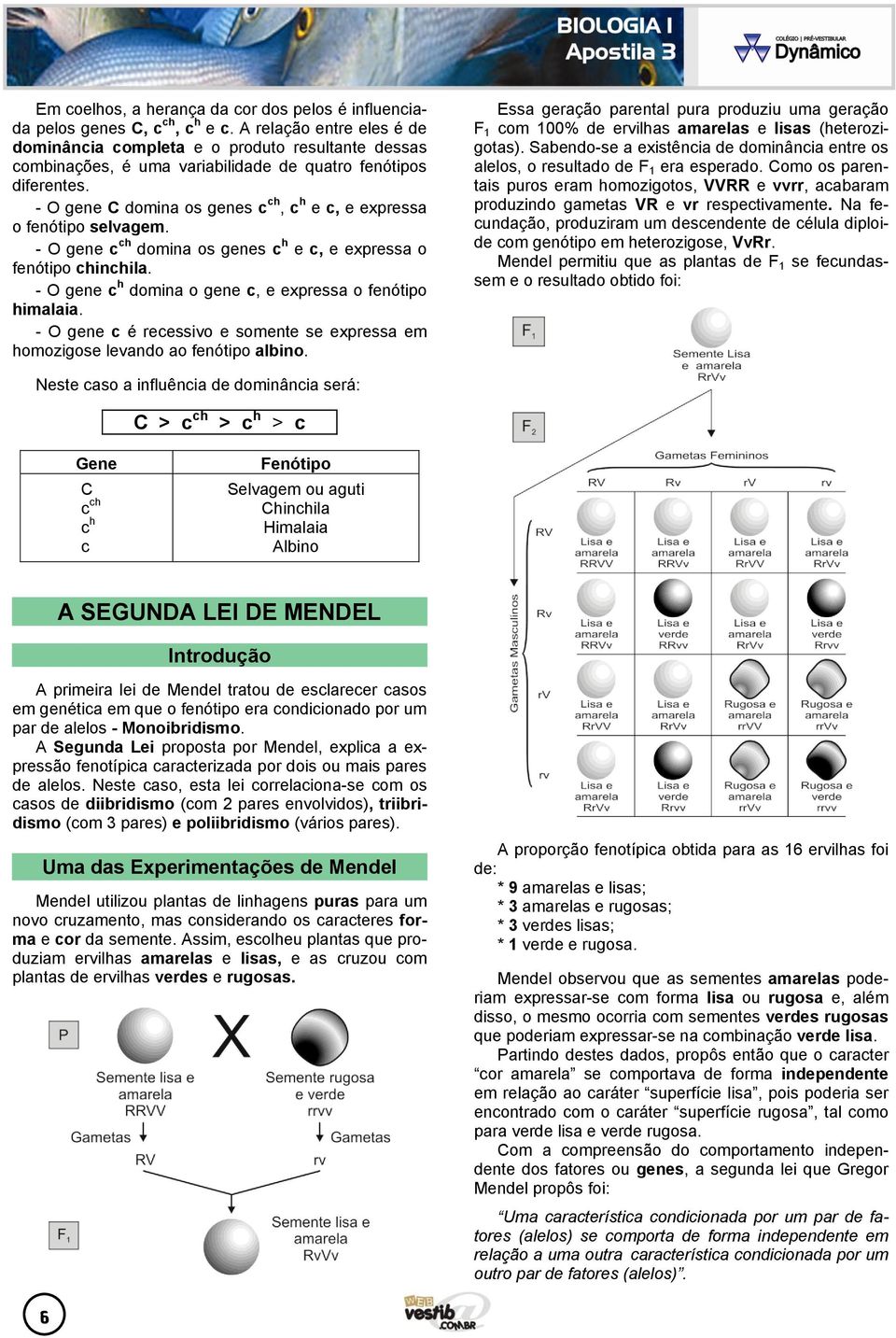 - O gene C domina os genes c ch, c h e c, e expressa o fenótipo selvagem. - O gene c ch domina os genes c h e c, e expressa o fenótipo chinchila.