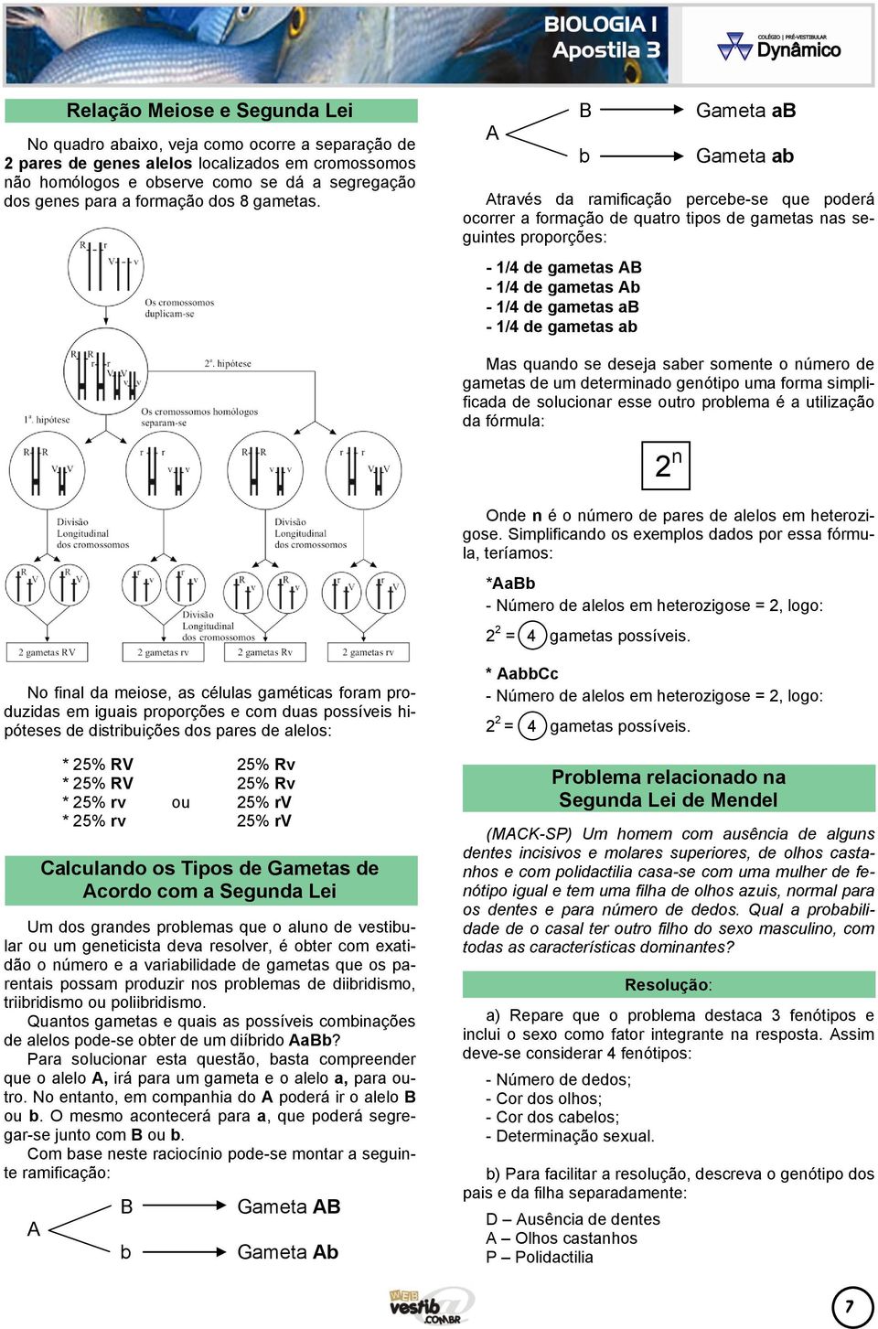 A B b Gameta ab Gameta ab Através da ramificação percebe-se que poderá ocorrer a formação de quatro tipos de gametas nas seguintes proporções: - 1/4 de gametas AB - 1/4 de gametas Ab - 1/4 de gametas