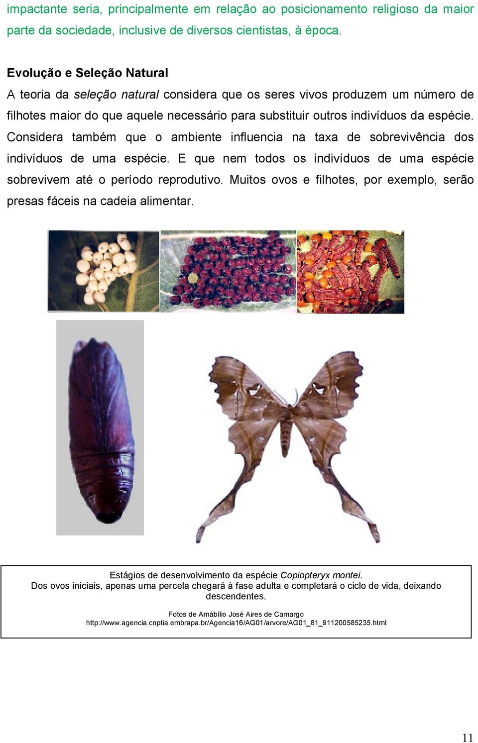 Considera também que o ambiente influencia na taxa de sobrevivência dos indivíduos de uma espécie. E que nem todos os indivíduos de uma espécie sobrevivem até o período reprodutivo.