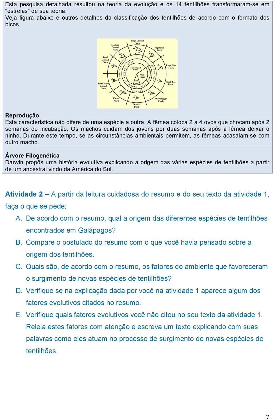 A fêmea coloca 2 a 4 ovos que chocam após 2 semanas de incubação. Os machos cuidam dos jovens por duas semanas após a fêmea deixar o ninho.