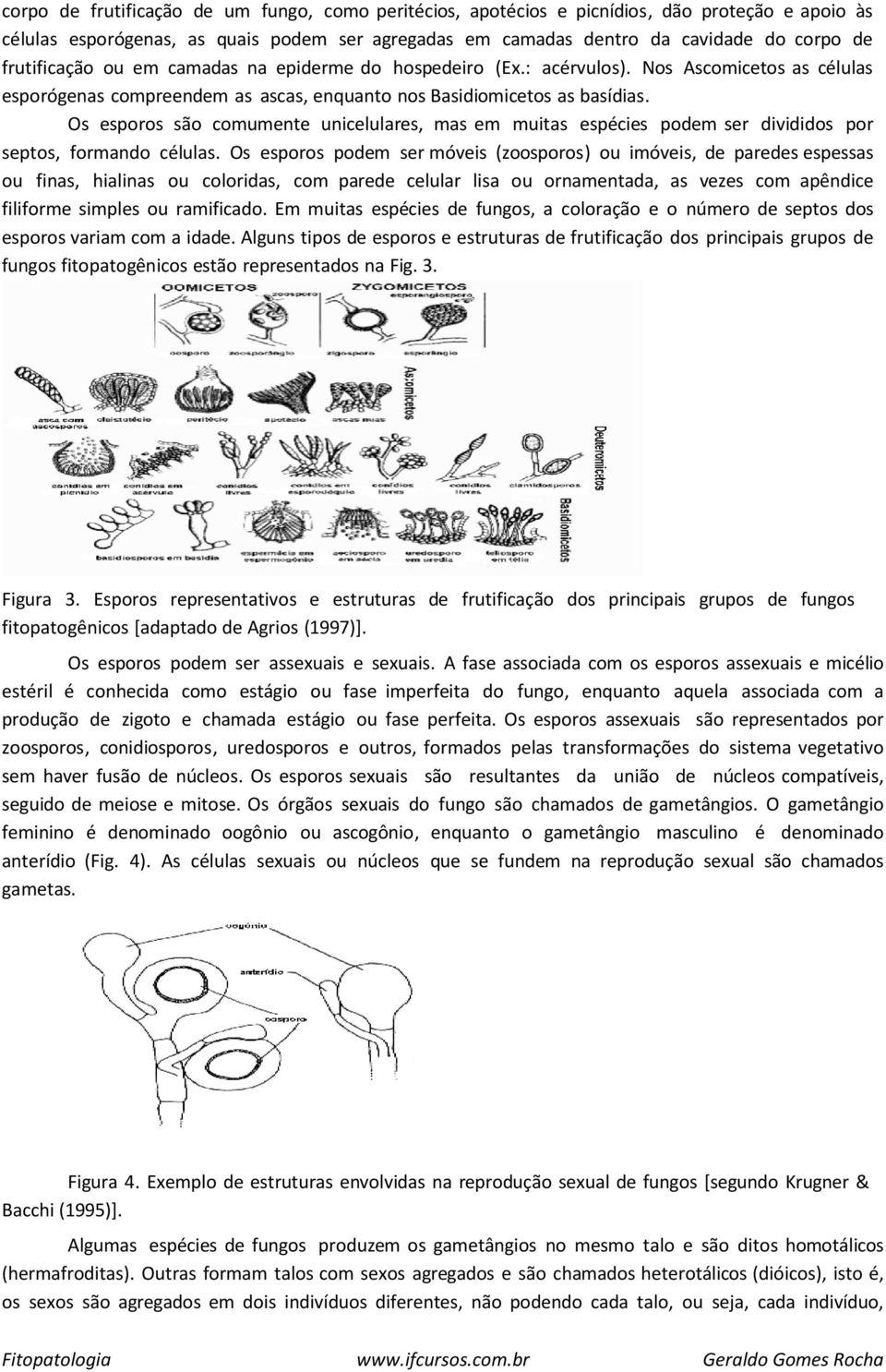 Os esporos são comumente unicelulares, mas em muitas espécies podem ser divididos por septos, formando células.