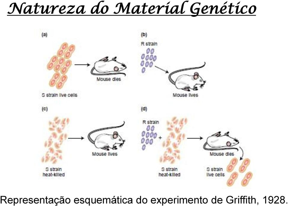 esquemática do