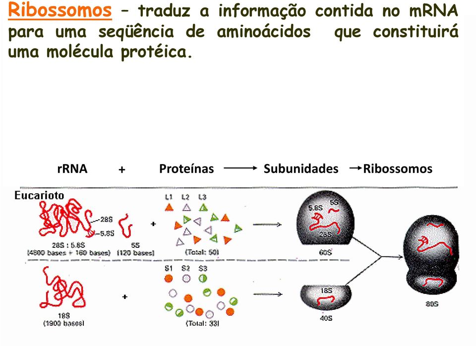 aminoácidos que constituirá uma