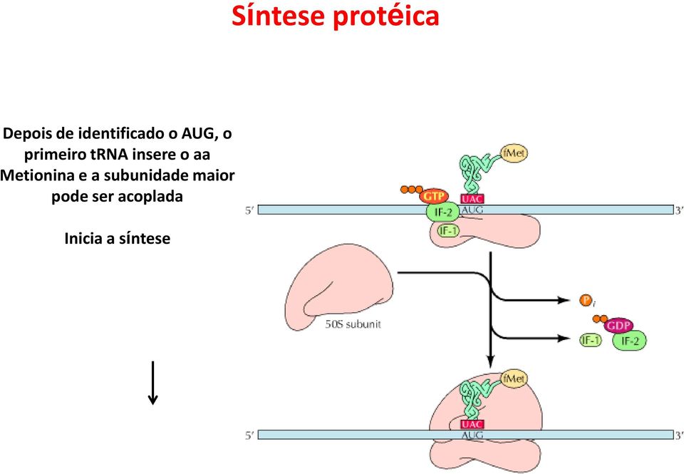 trna insere o aa Metionina e a