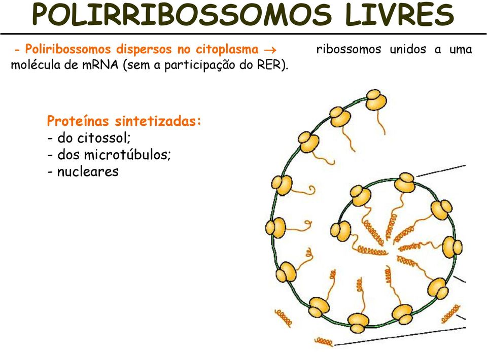 mrna (sem a participação do RER).