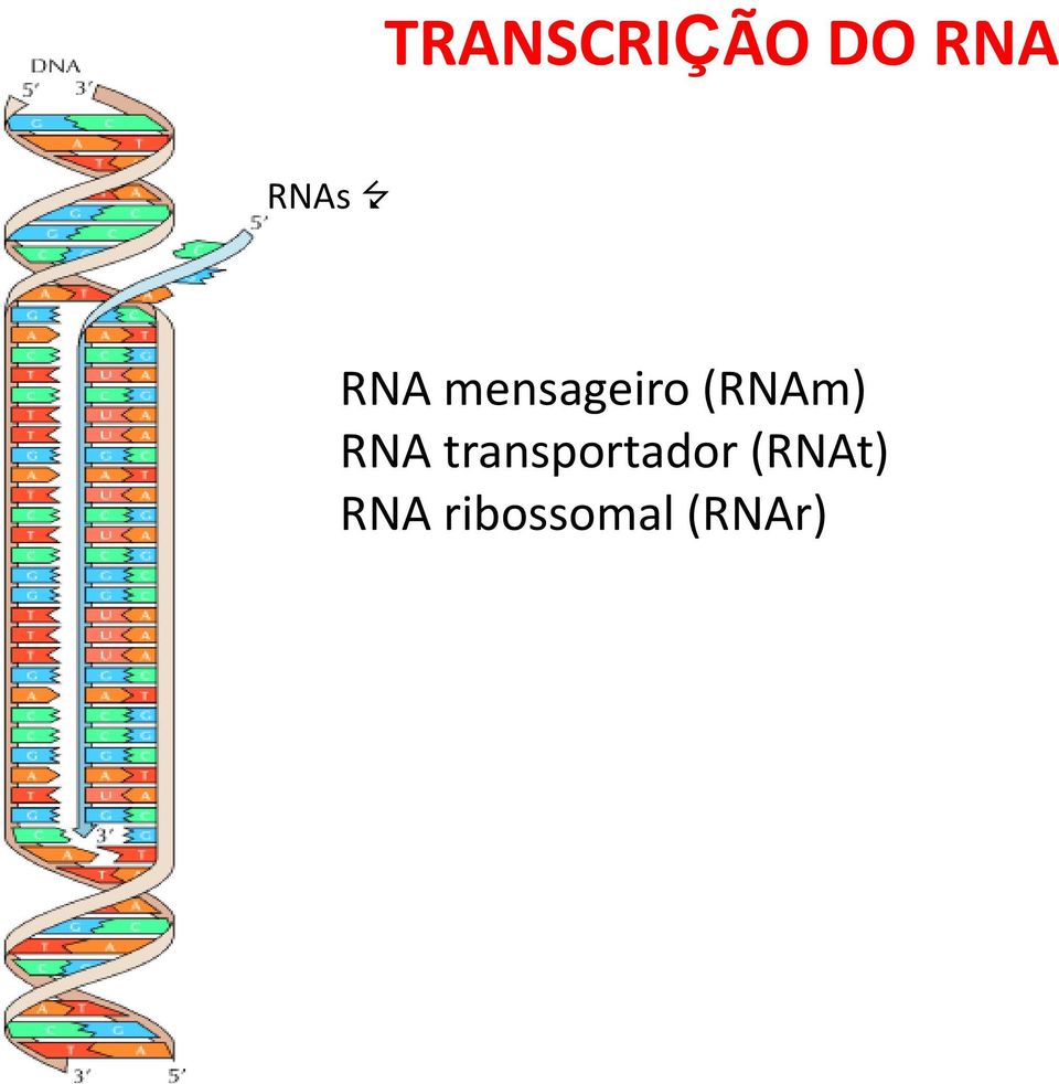 (RNAm) RNA