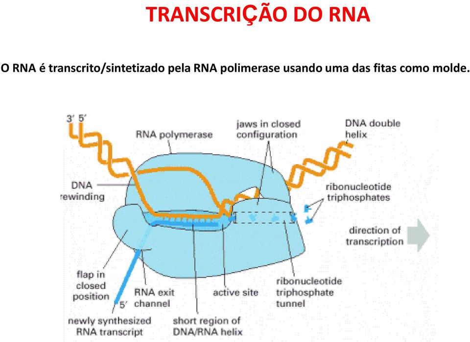 pela RNA polimerase
