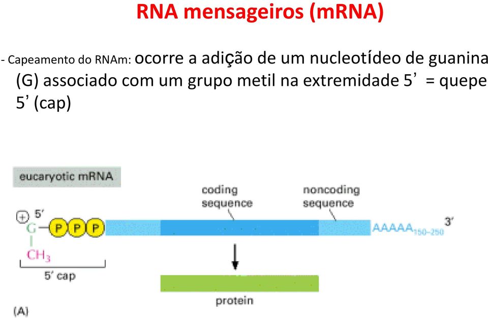 nucleotídeo de guanina (G) associado