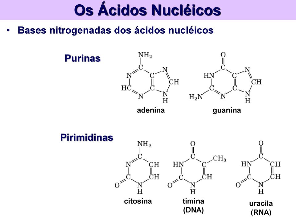 nucléicos Purinas adenina