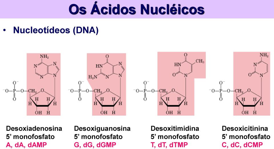 Desoxiguanosina 5 monofosfato G, dg, dgmp