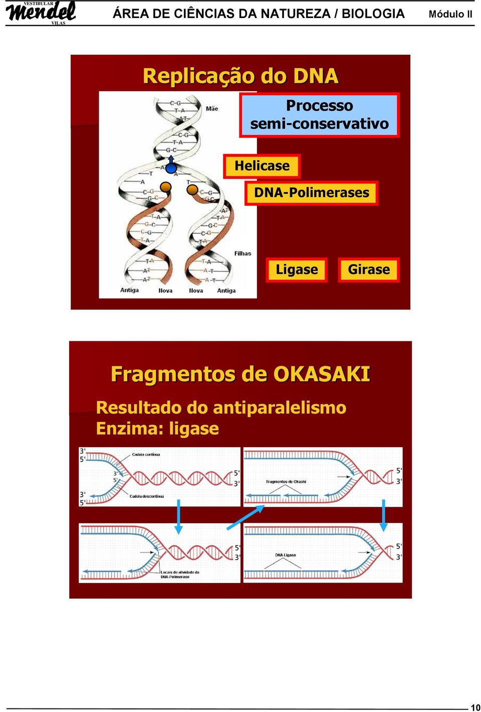 DNA-Polimerases Ligase Girase