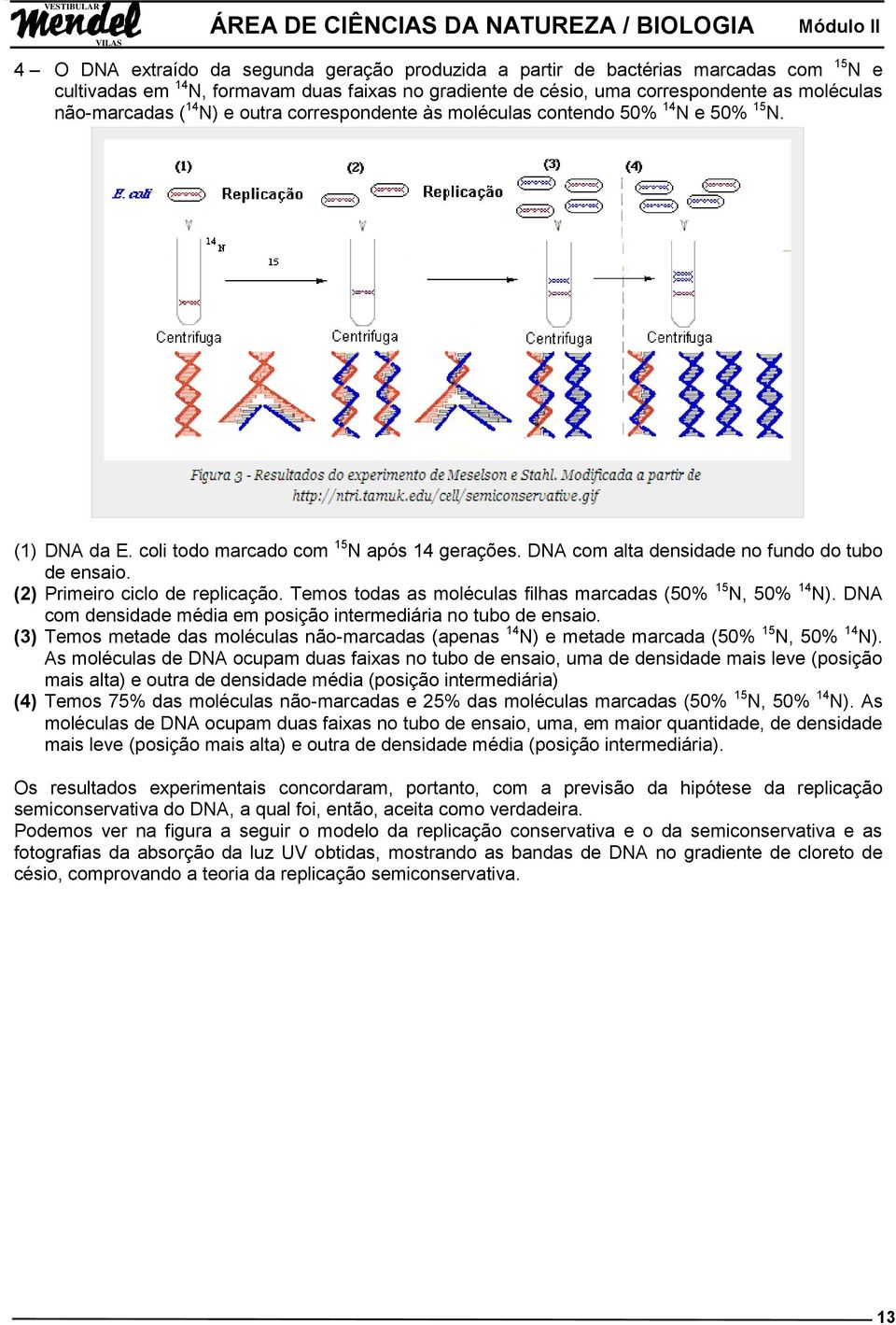 (2) Primeiro ciclo de replicação. Temos todas as moléculas filhas marcadas (50% 15 N, 50% 14 N). DNA com densidade média em posição intermediária no tubo de ensaio.
