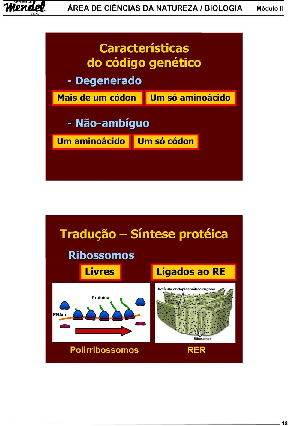 aminoácido Um só códon Tradução Síntese protéica