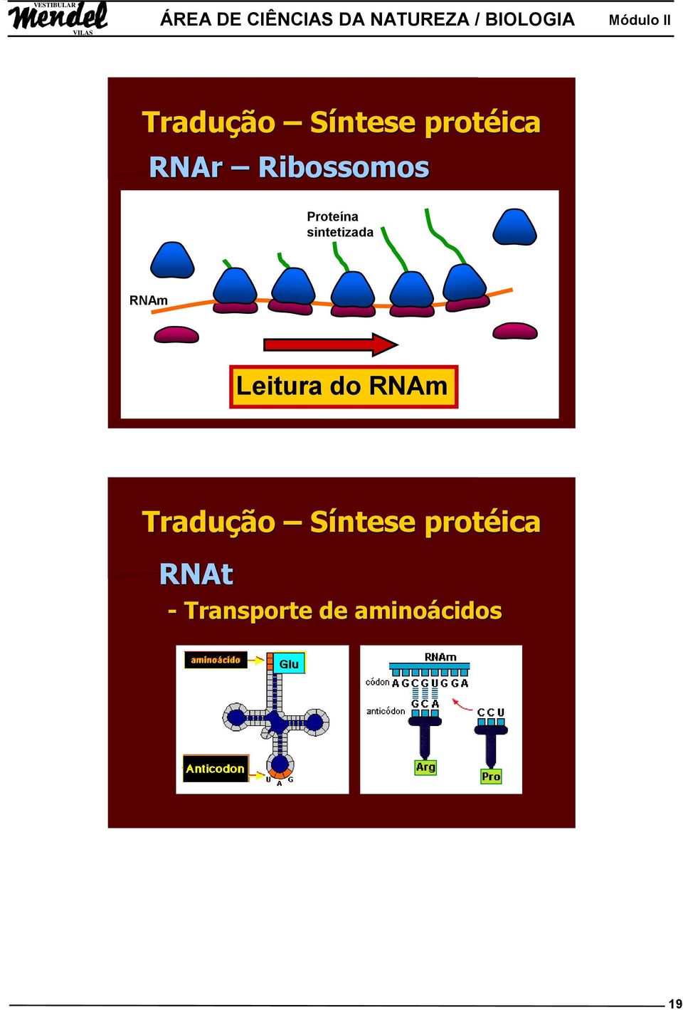 Leitura do RNAm Tradução Síntese