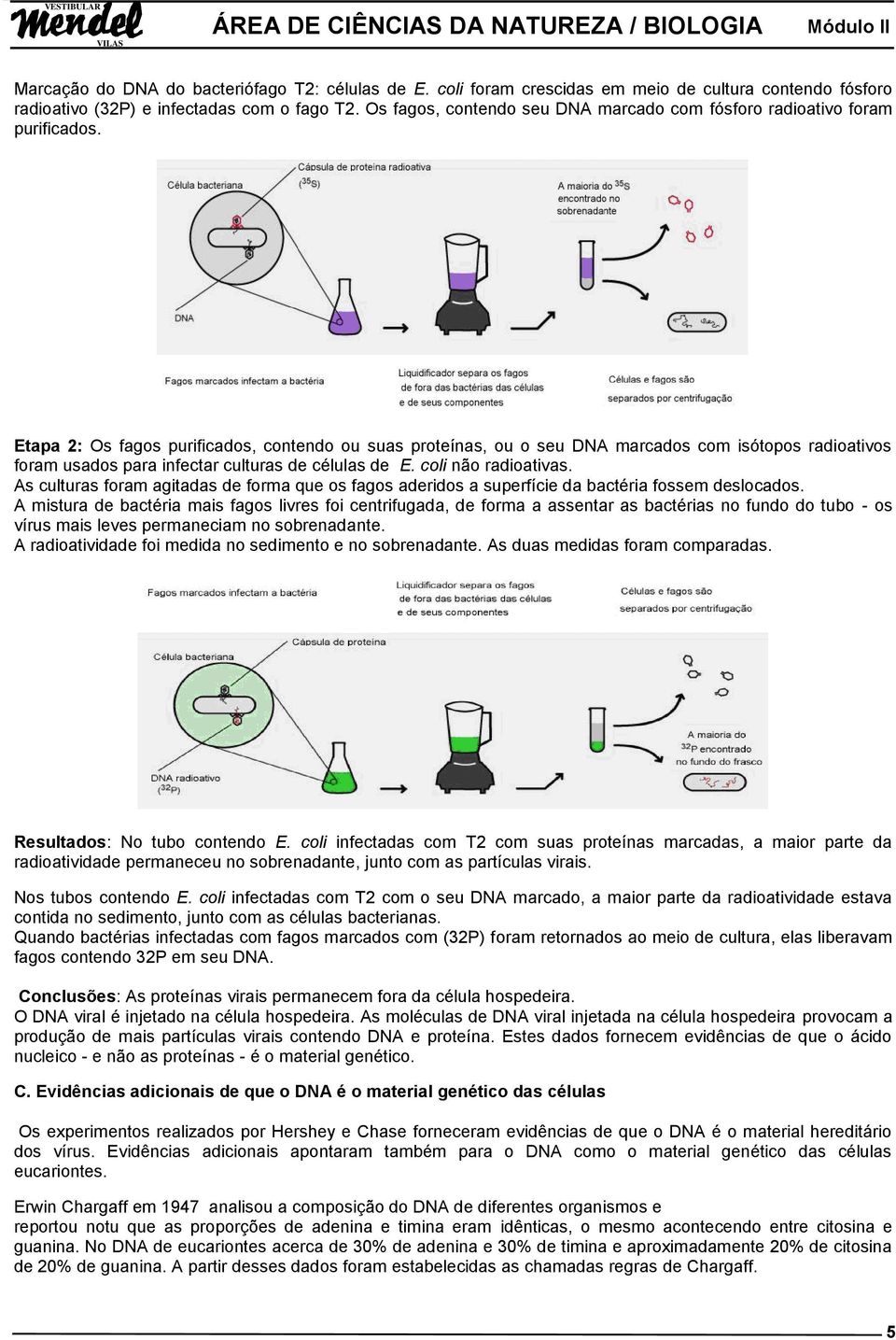 Etapa 2: Os fagos purificados, contendo ou suas proteínas, ou o seu DNA marcados com isótopos radioativos foram usados para infectar culturas de células de E. coli não radioativas.