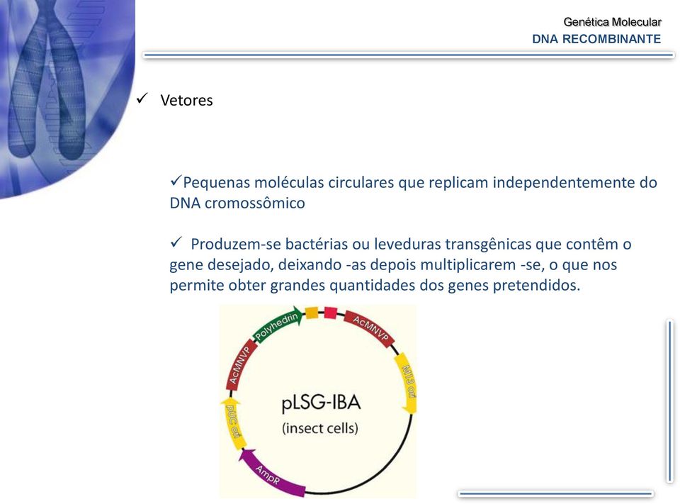 leveduras transgênicas que contêm o gene desejado, deixando -as depois