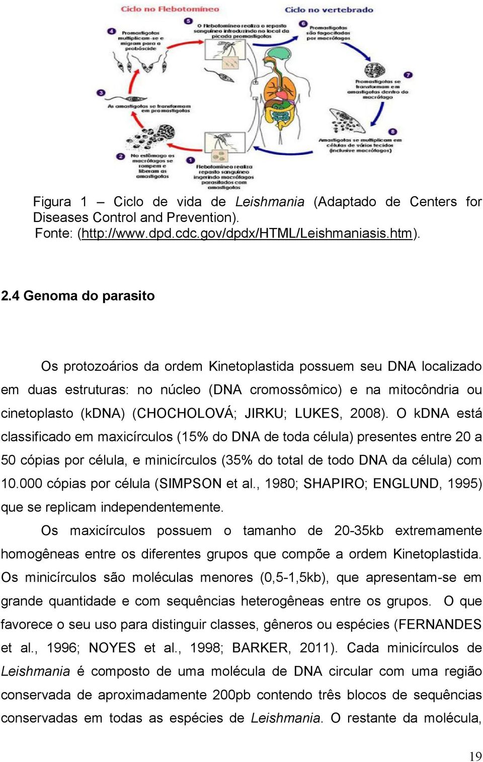 LUKES, 2008). O kdna está classificado em maxicírculos (15% do DNA de toda célula) presentes entre 20 a 50 cópias por célula, e minicírculos (35% do total de todo DNA da célula) com 10.