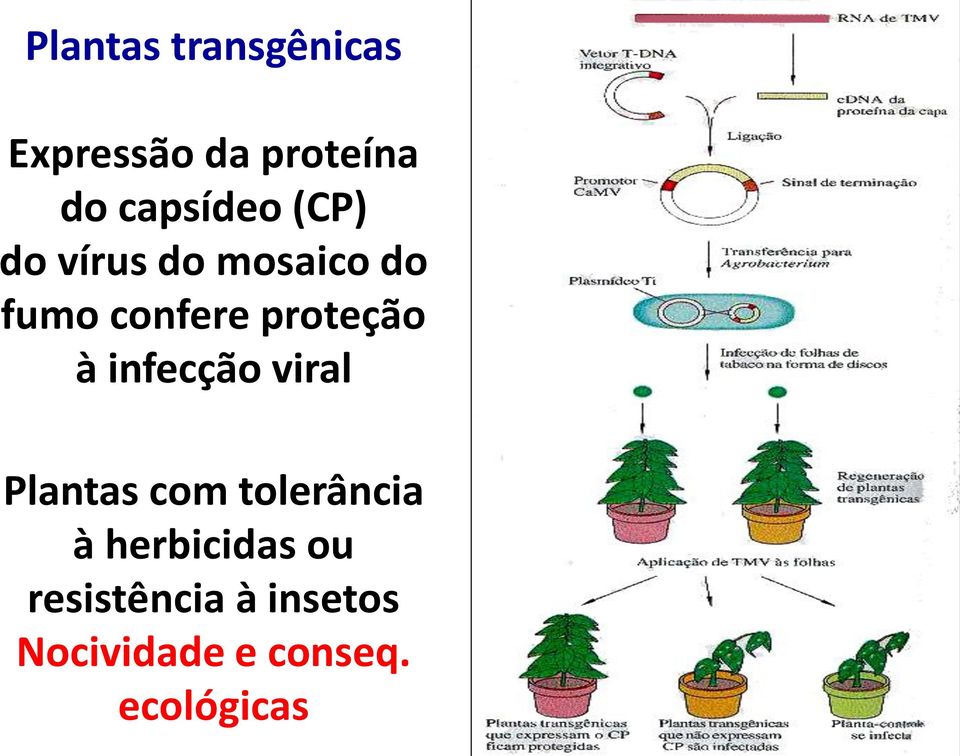 proteção à infecção viral Plantas com tolerância à