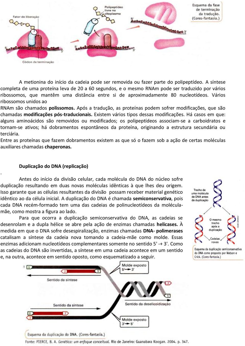 Vários ribossomos unidos ao RNAm são chamados polissomos. Após a tradução, as proteínas podem sofrer modificações, que são chamadas modificações pós-traducionais.