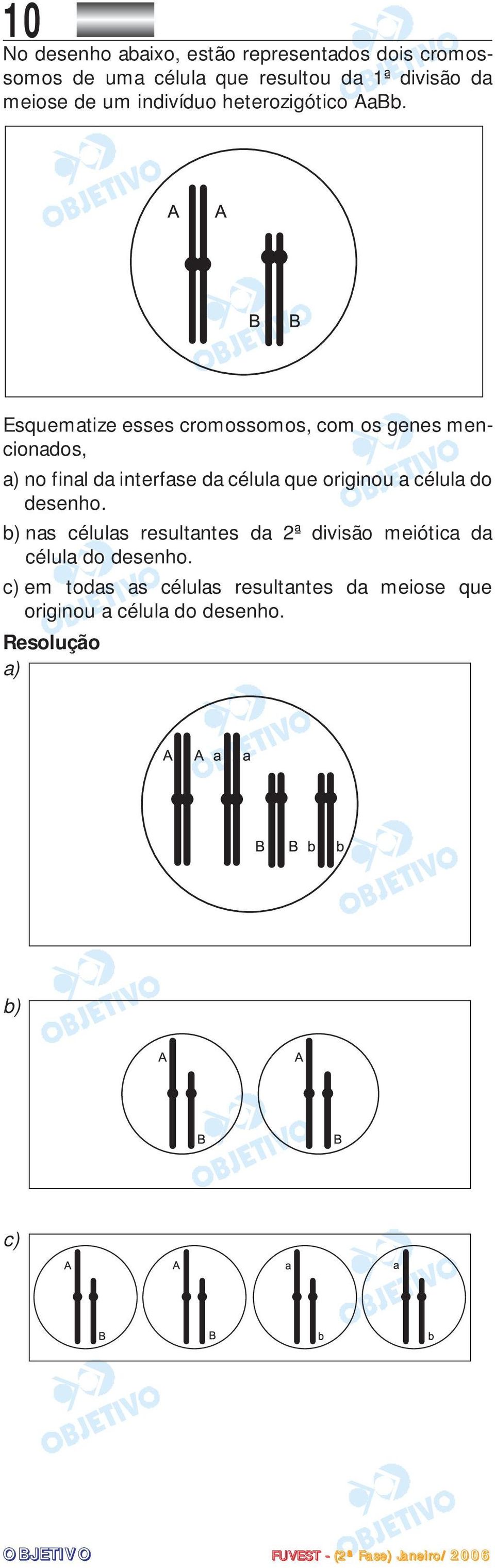 Esquematize esses cromossomos, com os genes mencionados, a) no final da interfase da célula que originou a