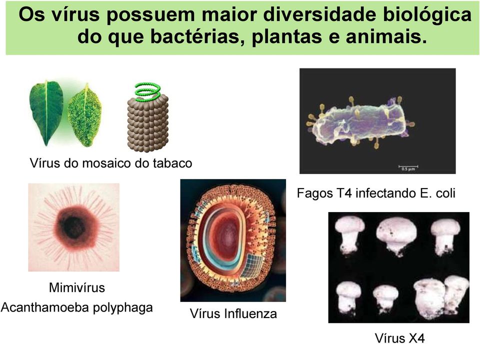 Vírus do mosaico do tabaco Fagos T4 infectando E.