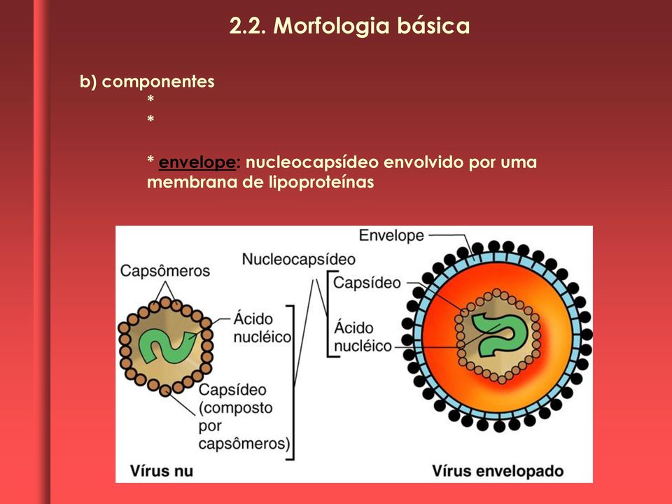 nucleocapsídeo envolvido