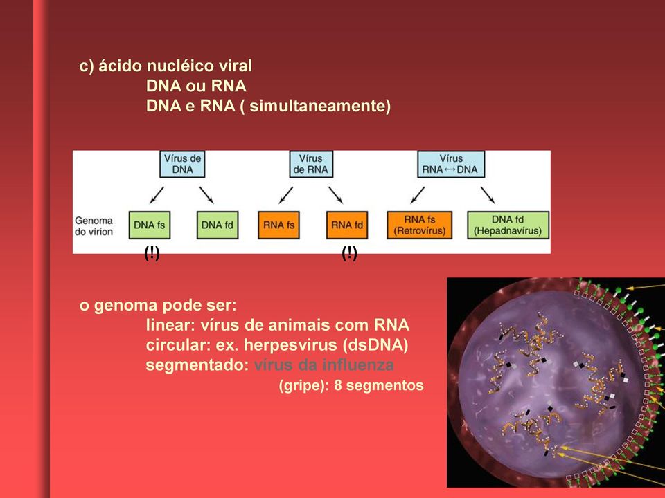 ) (!) o genoma pode ser: linear: vírus de animais