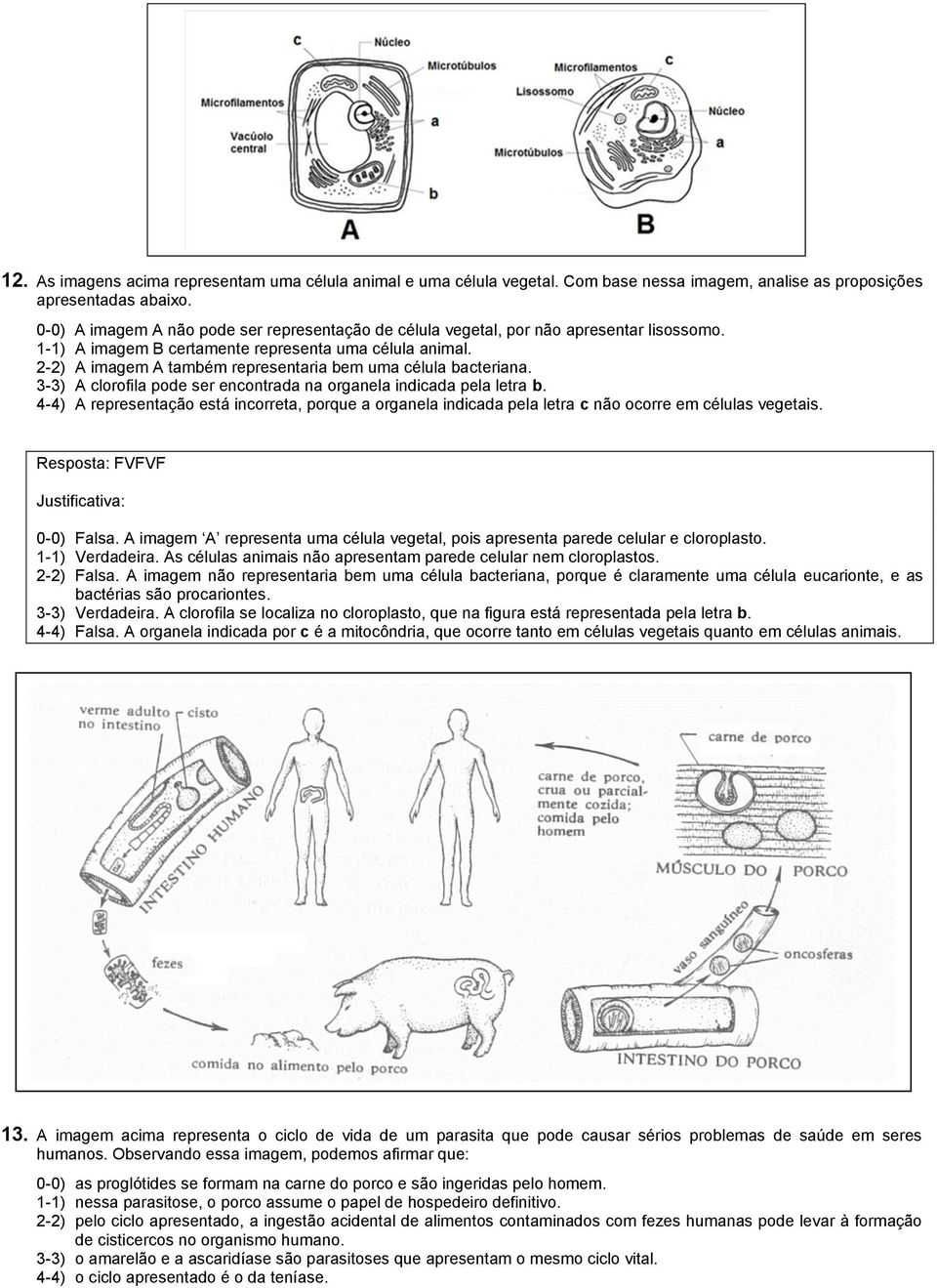 2-2) A imagem A também representaria bem uma célula bacteriana. 3-3) A clorofila pode ser encontrada na organela indicada pela letra b.